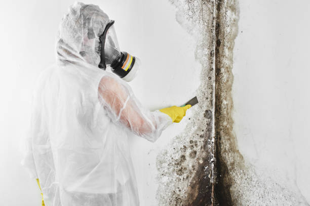 Attic Mold Removal in Briar Chapel, NC