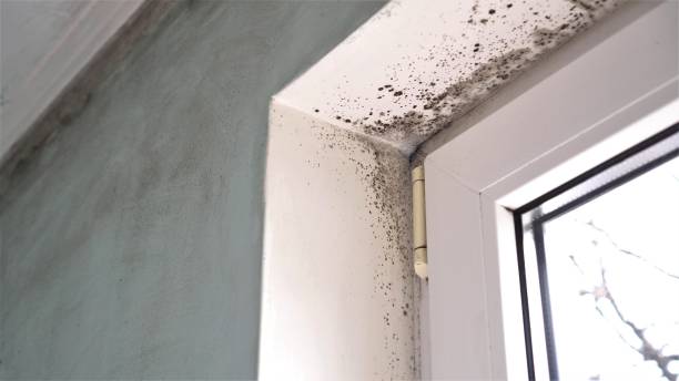 Best Local Mold Removal Service  in Briar Chapel, NC