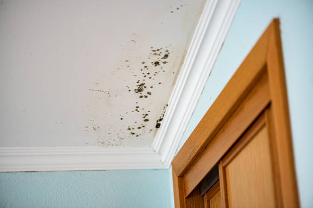 Best Mold Testing  in Briar Chapel, NC