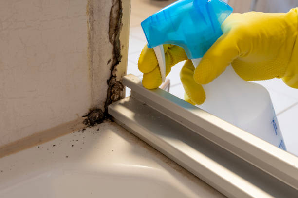 Best Mold Damage Repair  in Briar Chapel, NC