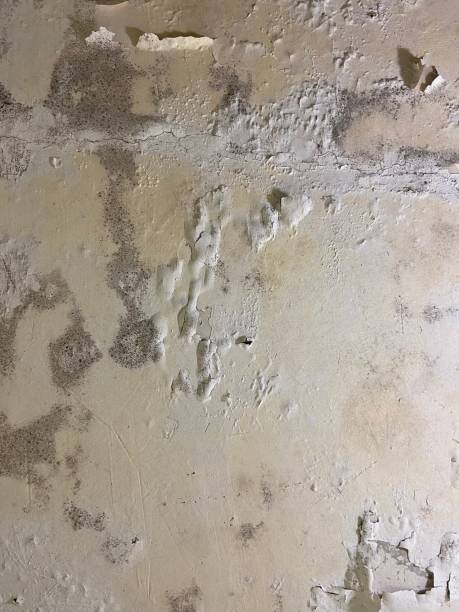Best Toxic Mold Removal  in Briar Chapel, NC