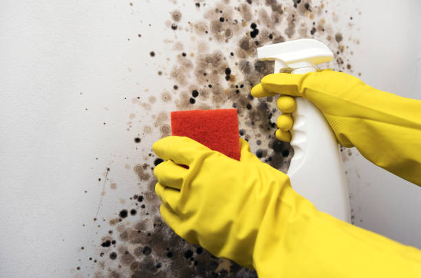 Best Mold Testing  in Briar Chapel, NC