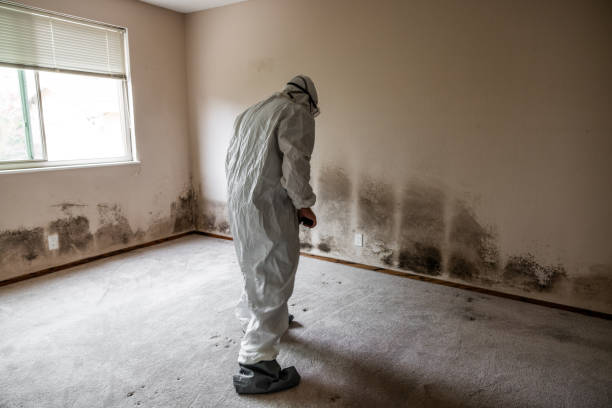 Best Black Mold Removal  in Briar Chapel, NC