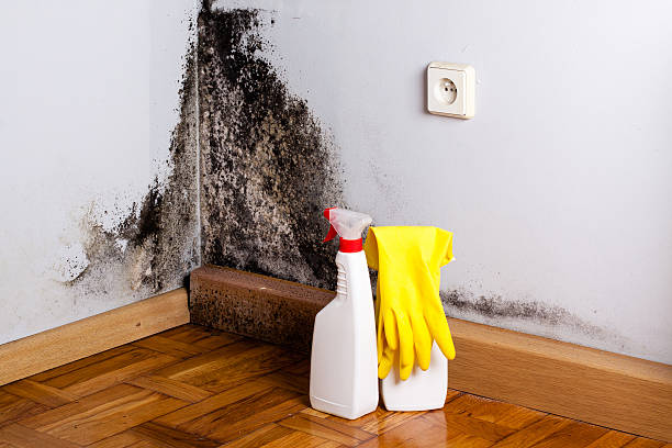Best Mold Remediation  in Briar Chapel, NC