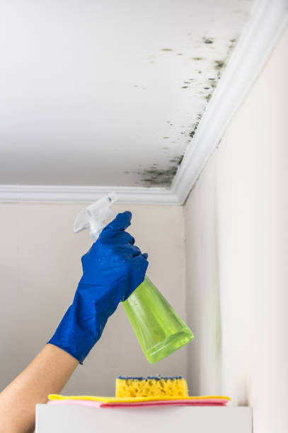 Best Mold Cleaning Services  in Briar Chapel, NC